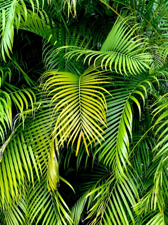 some green palm trees with leaves hanging off the top