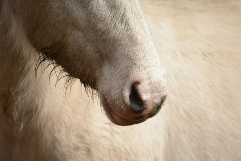 this is a close - up of a white horse's face