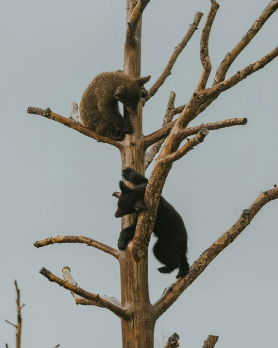 three animals climb together in a tree