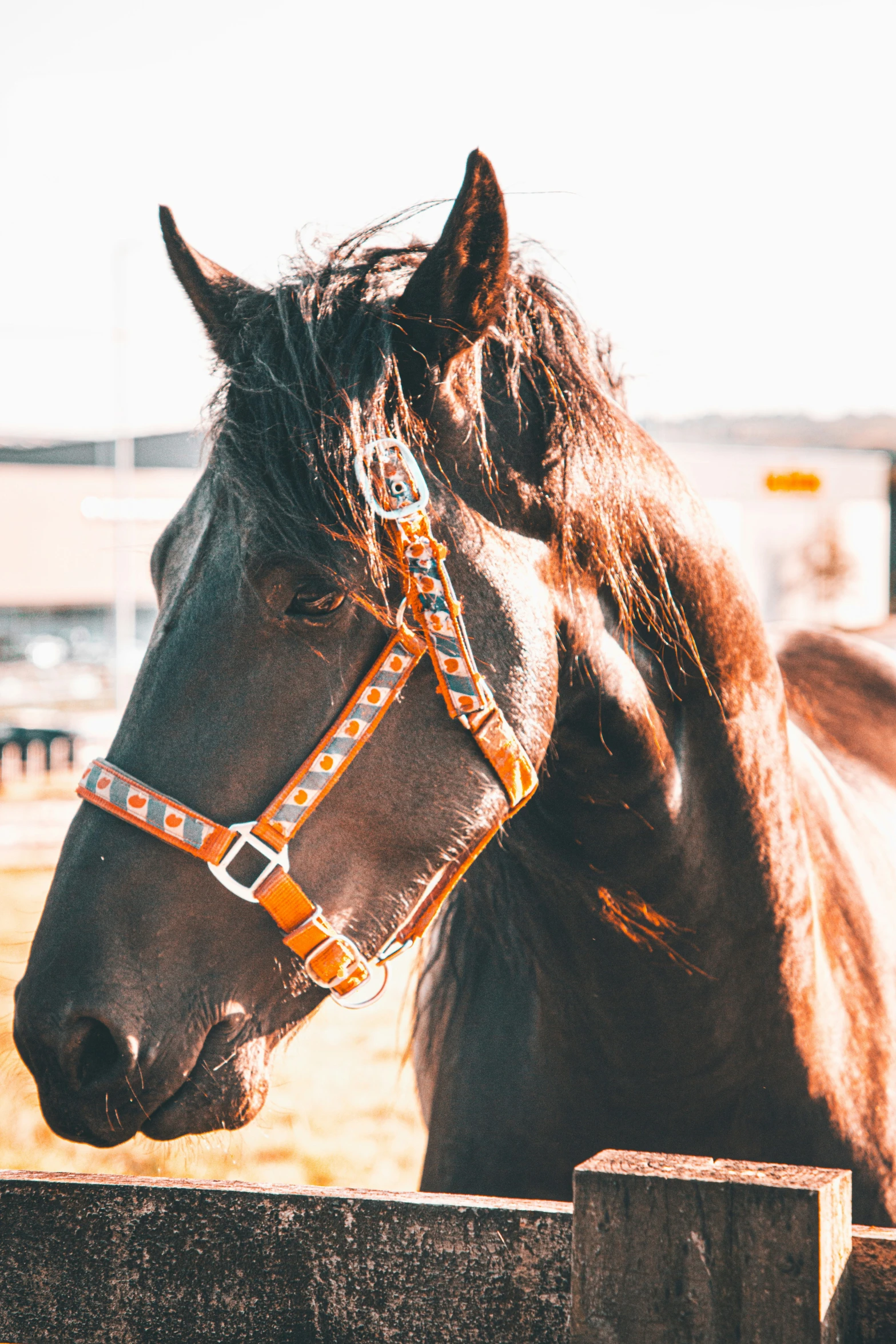 a close up of the head of a horse