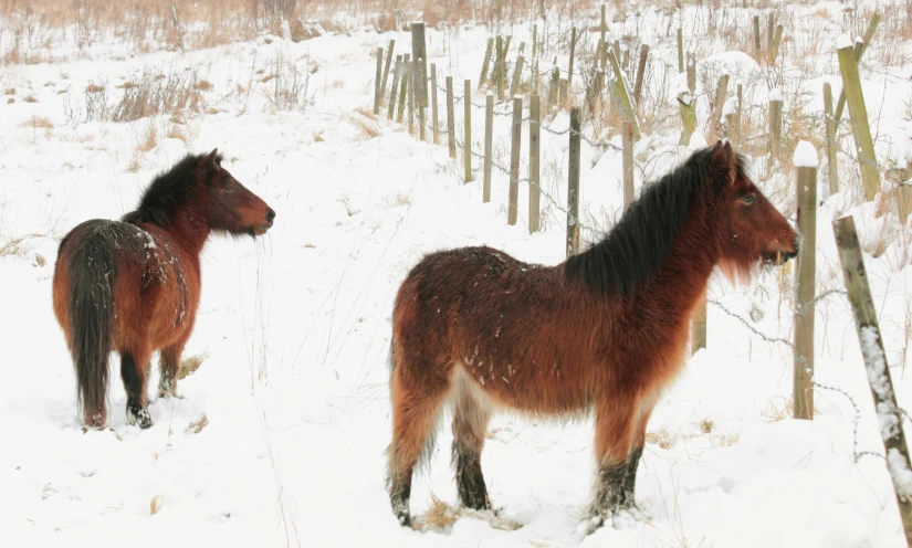 two horses standing in the snow outside a fence