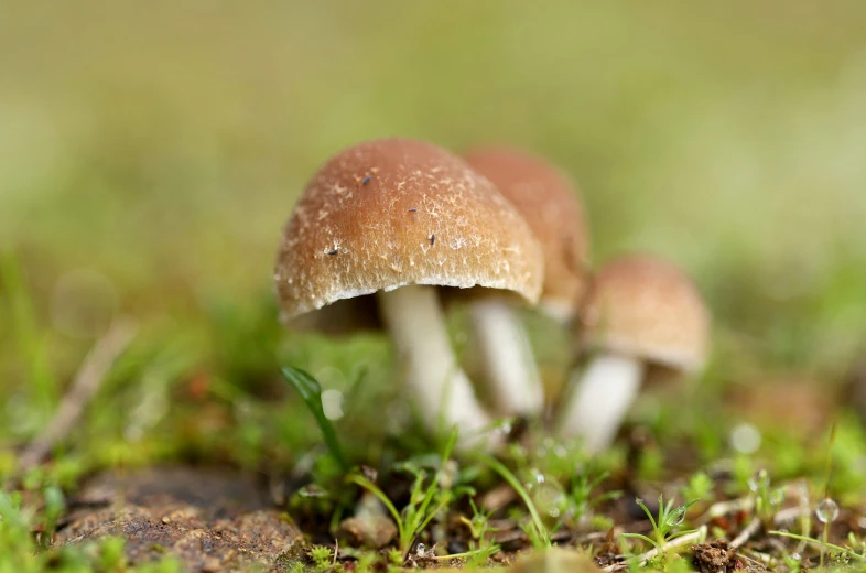 two mushrooms in the grass with lots of green sprouts