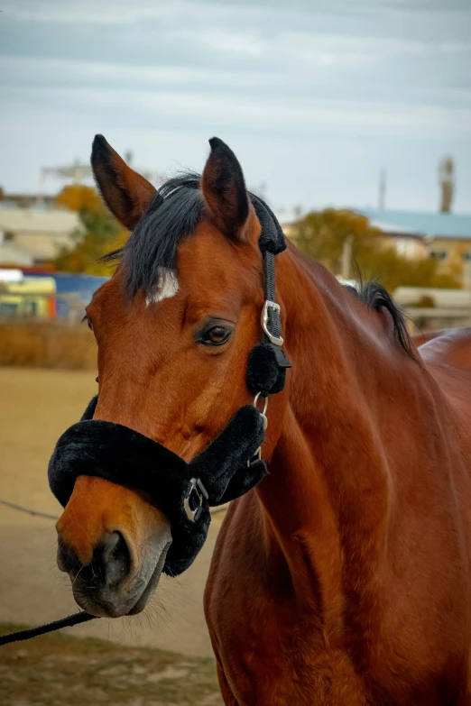 a brown horse wearing a bridle in front of a building