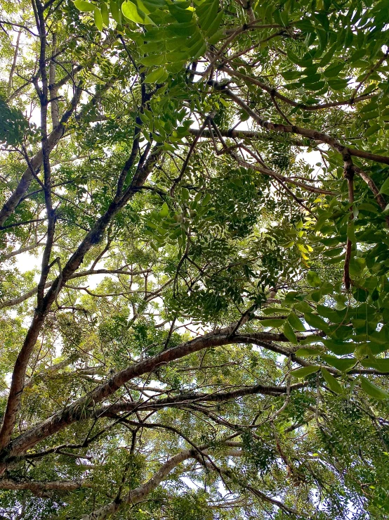 trees in a forest with green leaves on them