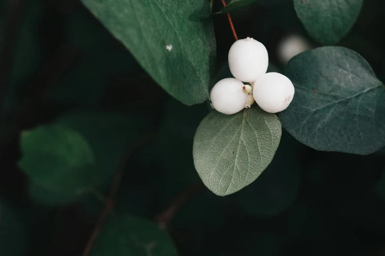 three white berries sit on top of the green leaves