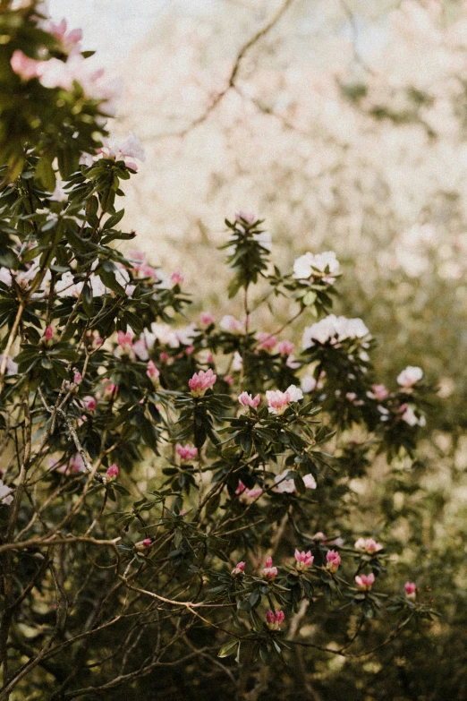 the wild pink flowers are on a tree near trees