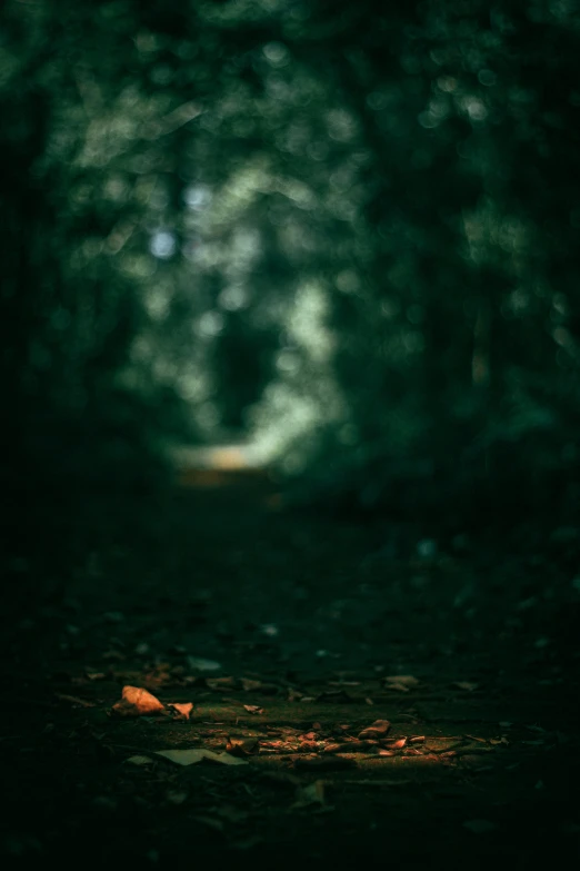 a blurry image of a leaf laying in the middle of the road