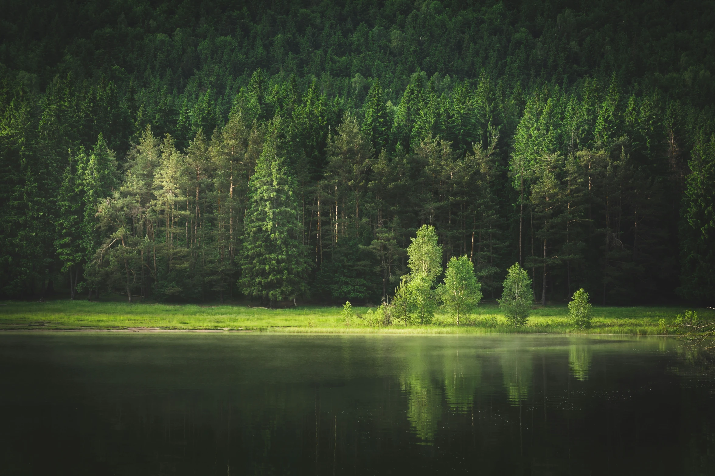 a forest is seen across the water from a small island