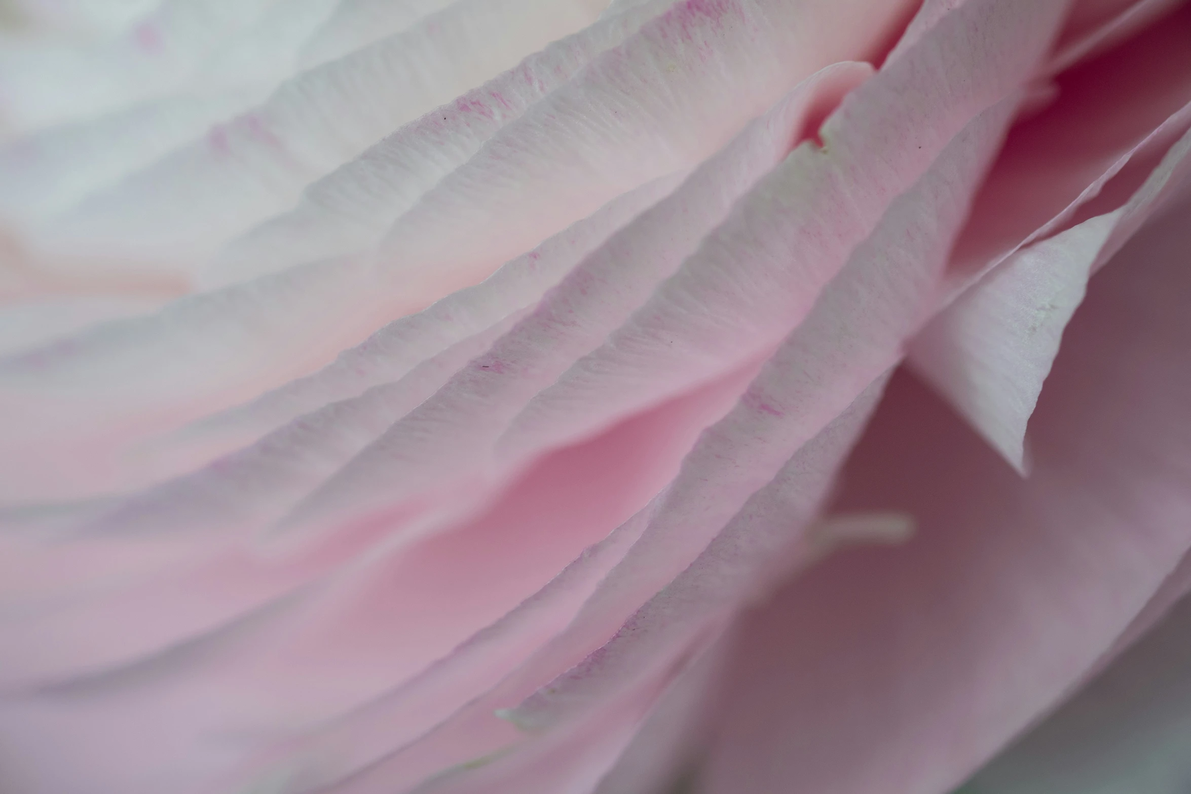 close up view of pink petals in full bloom