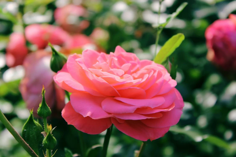 an pink flower growing in a garden