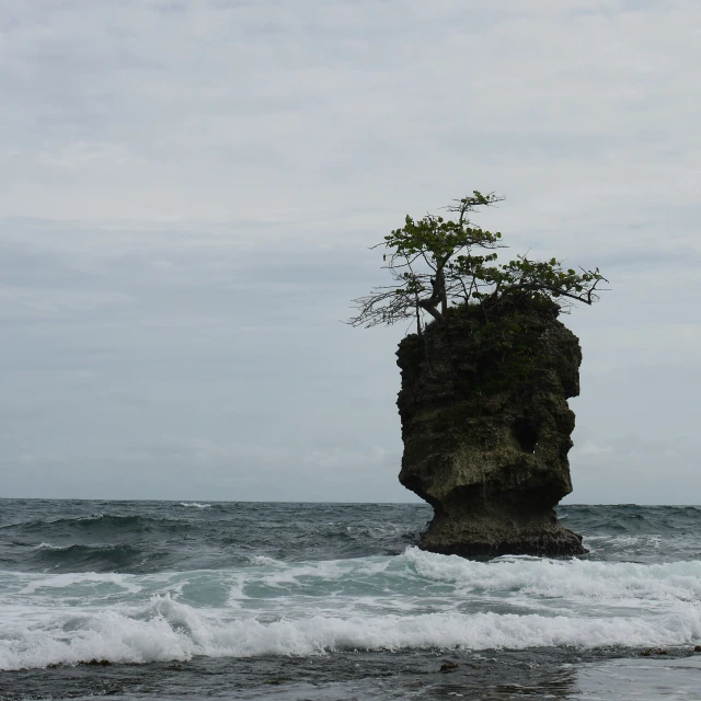 a lone tree stands on a rock in the ocean