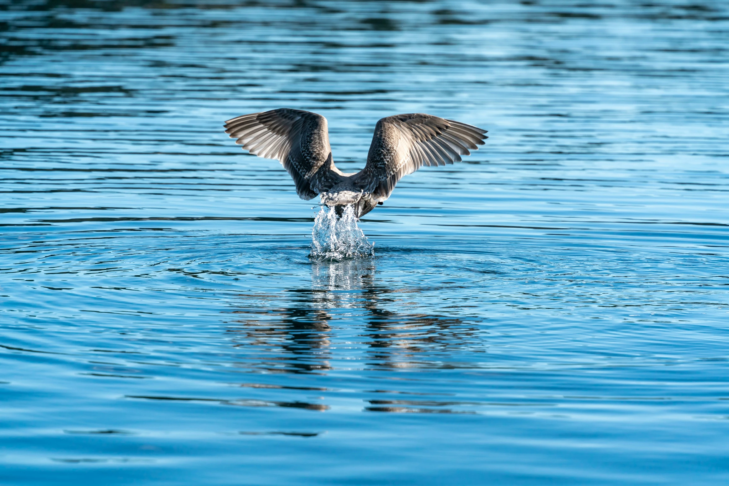 there is a bird that is landing on the water