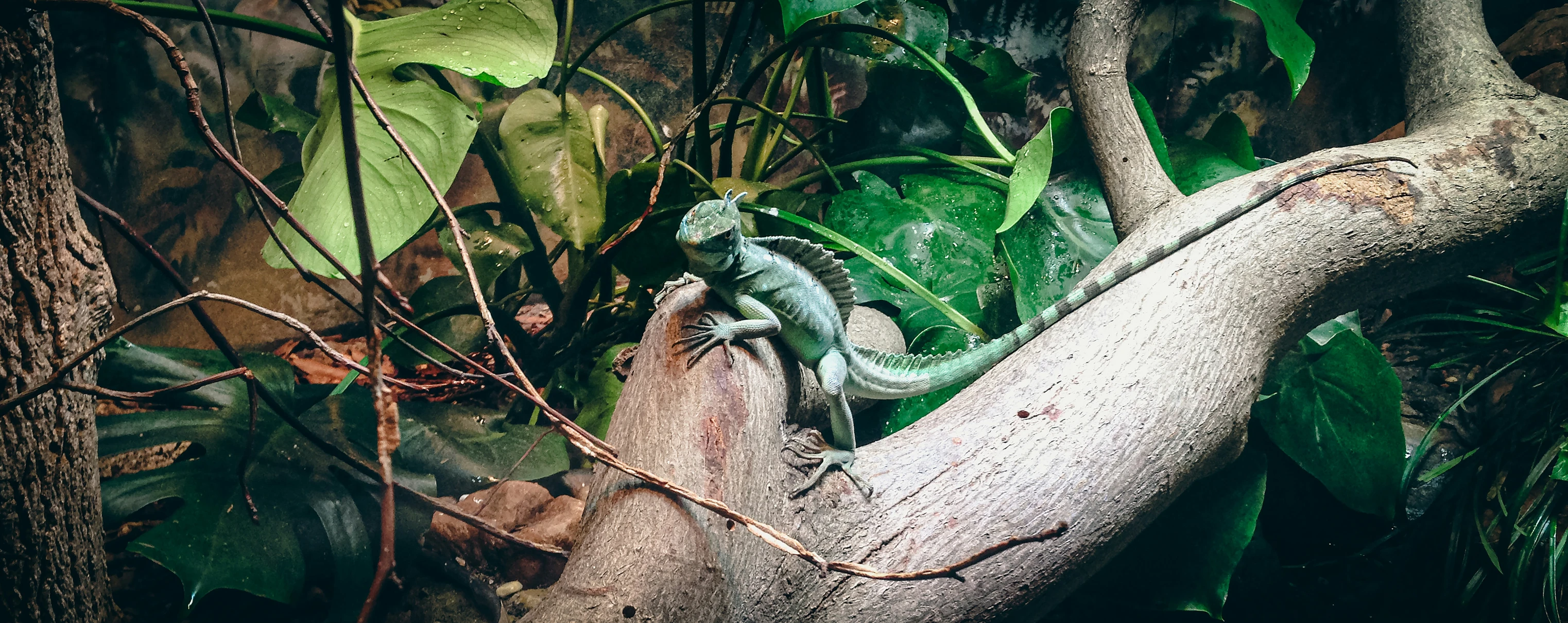 a lizard in a tree in the middle of a jungle