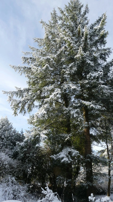 a large tree is covered with snow as if it are snowing