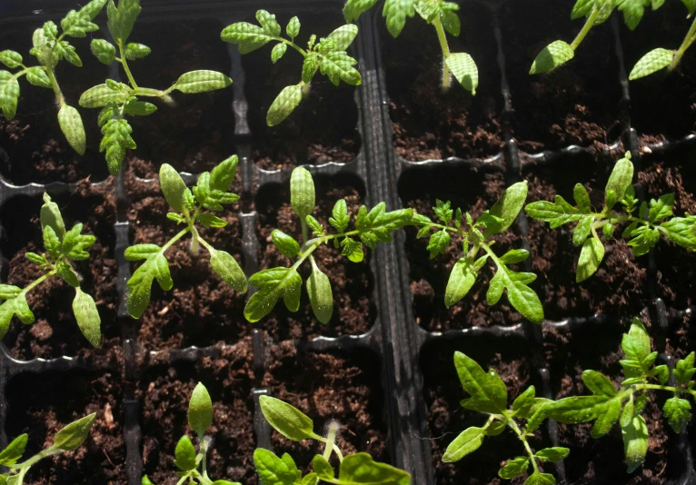 some plant life is growing out of some dark trays