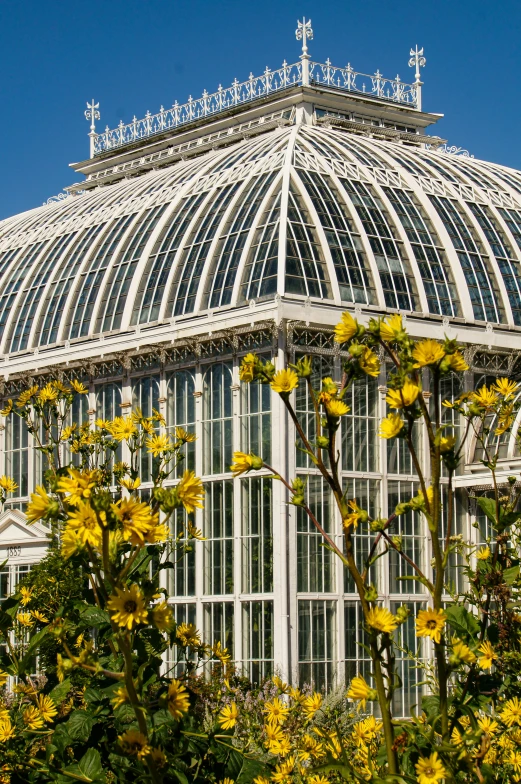 a building is behind some plants and yellow flowers