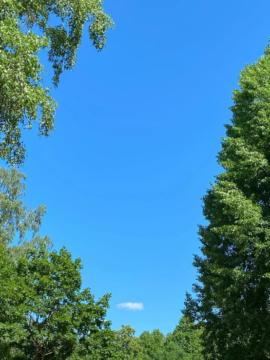 a green field that has trees and bushes in it