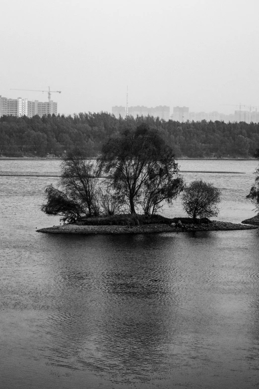 a tree in a body of water with an island in the middle