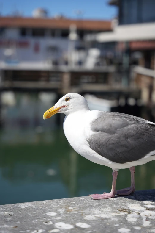 a close up of a bird on the ground by water