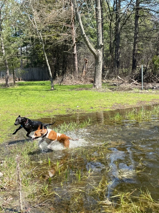 two dogs playing in the water in a field