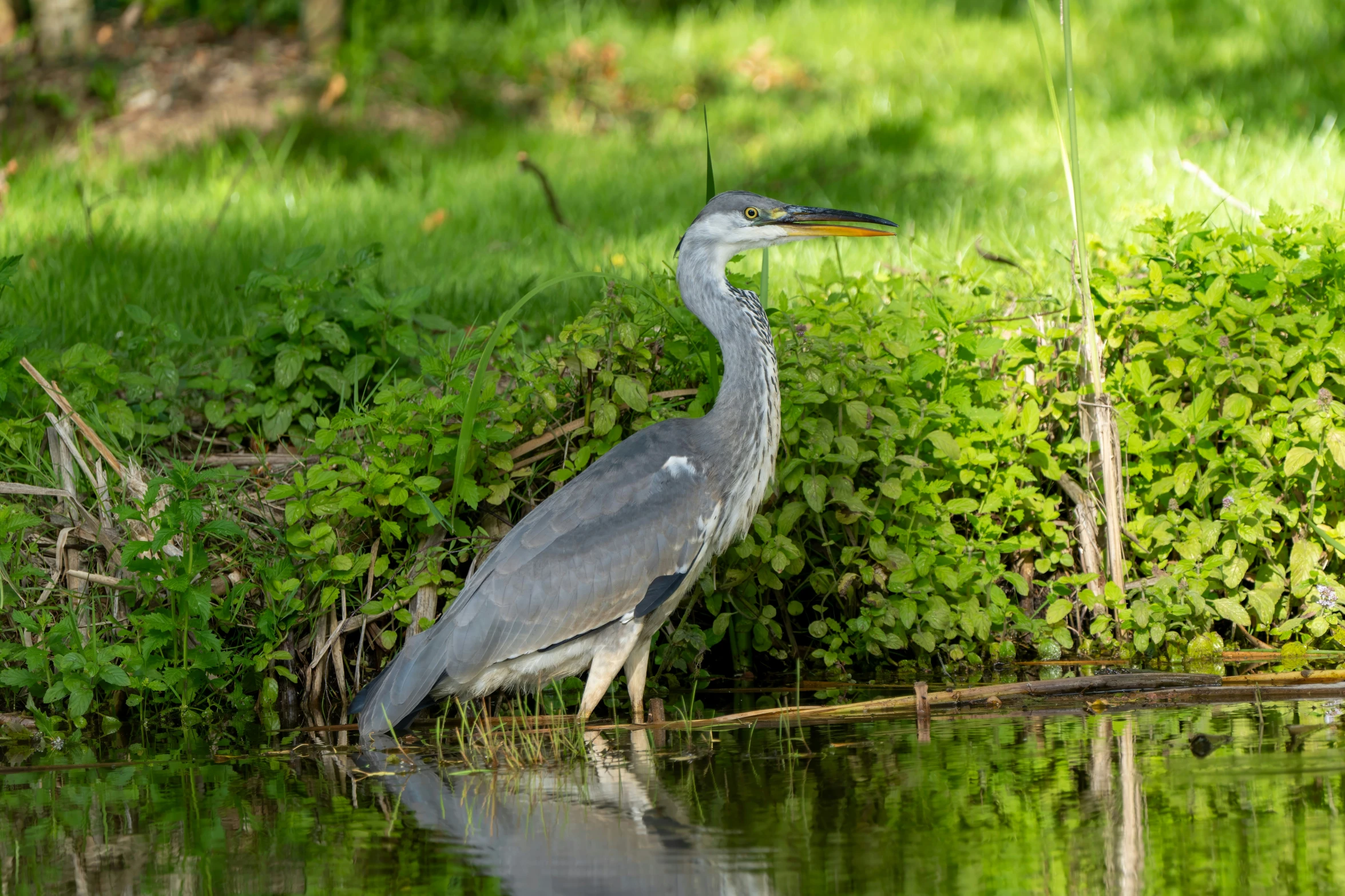 the large bird is standing in the water