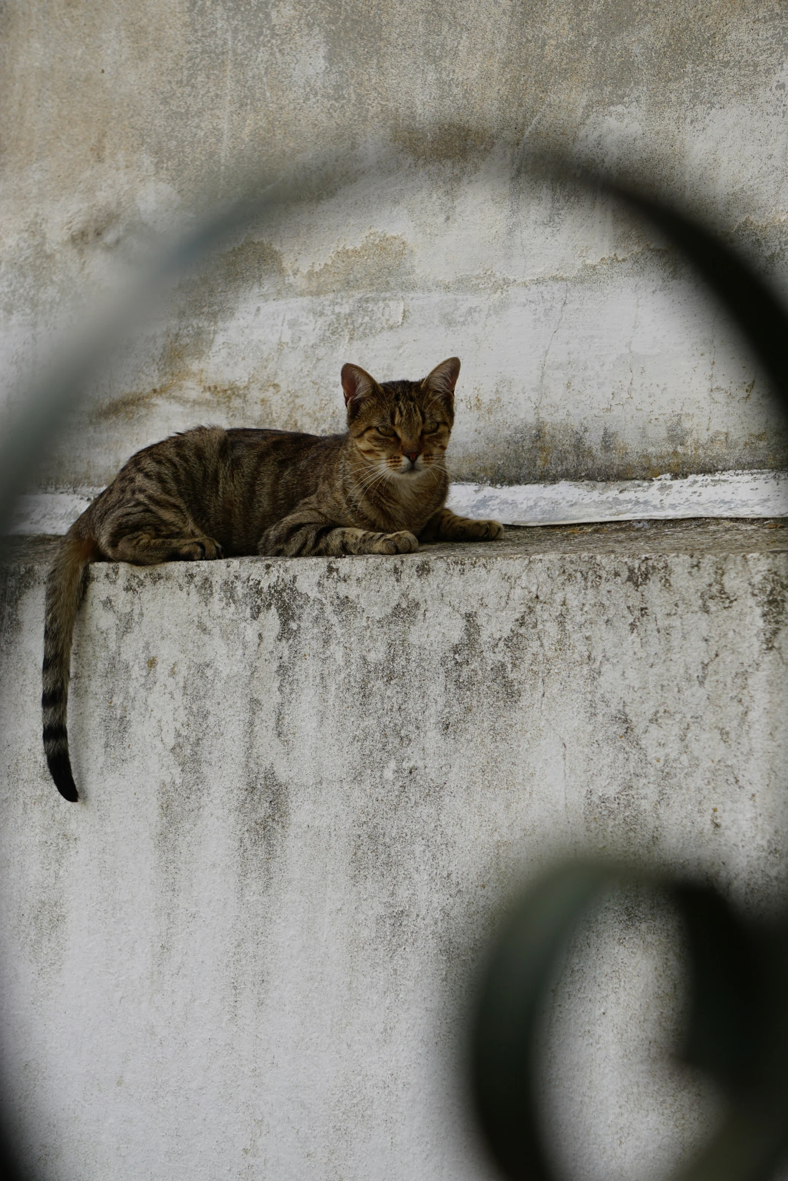 a cat is sitting on top of a concrete structure