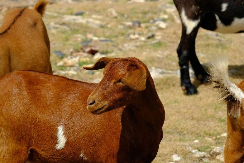 cows standing on a grassy field next to a stone wall