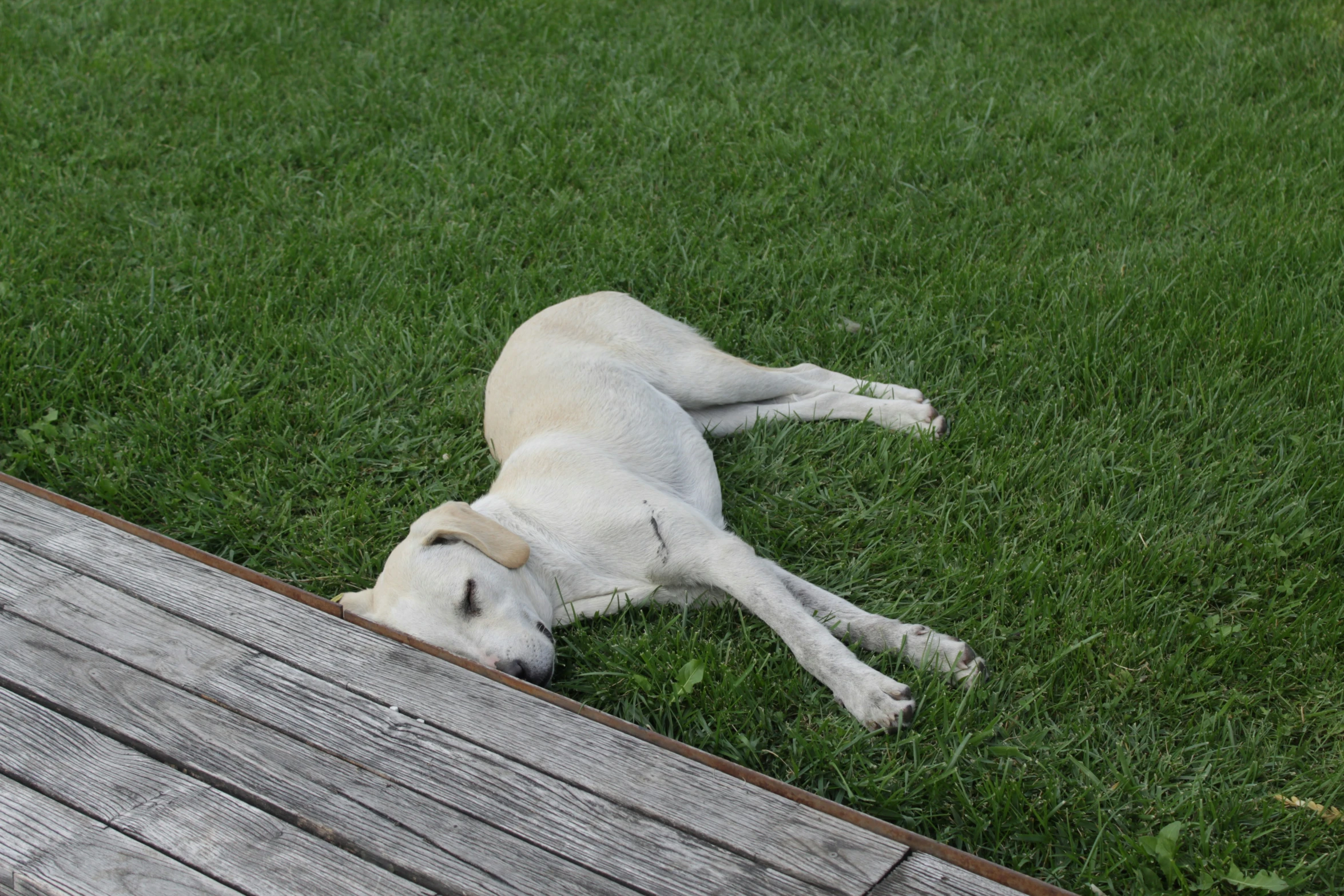 white dog laying on the grass next to a wooden fence