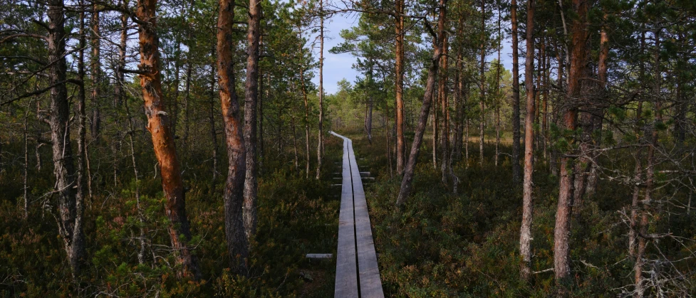 a long road running through a pine forest