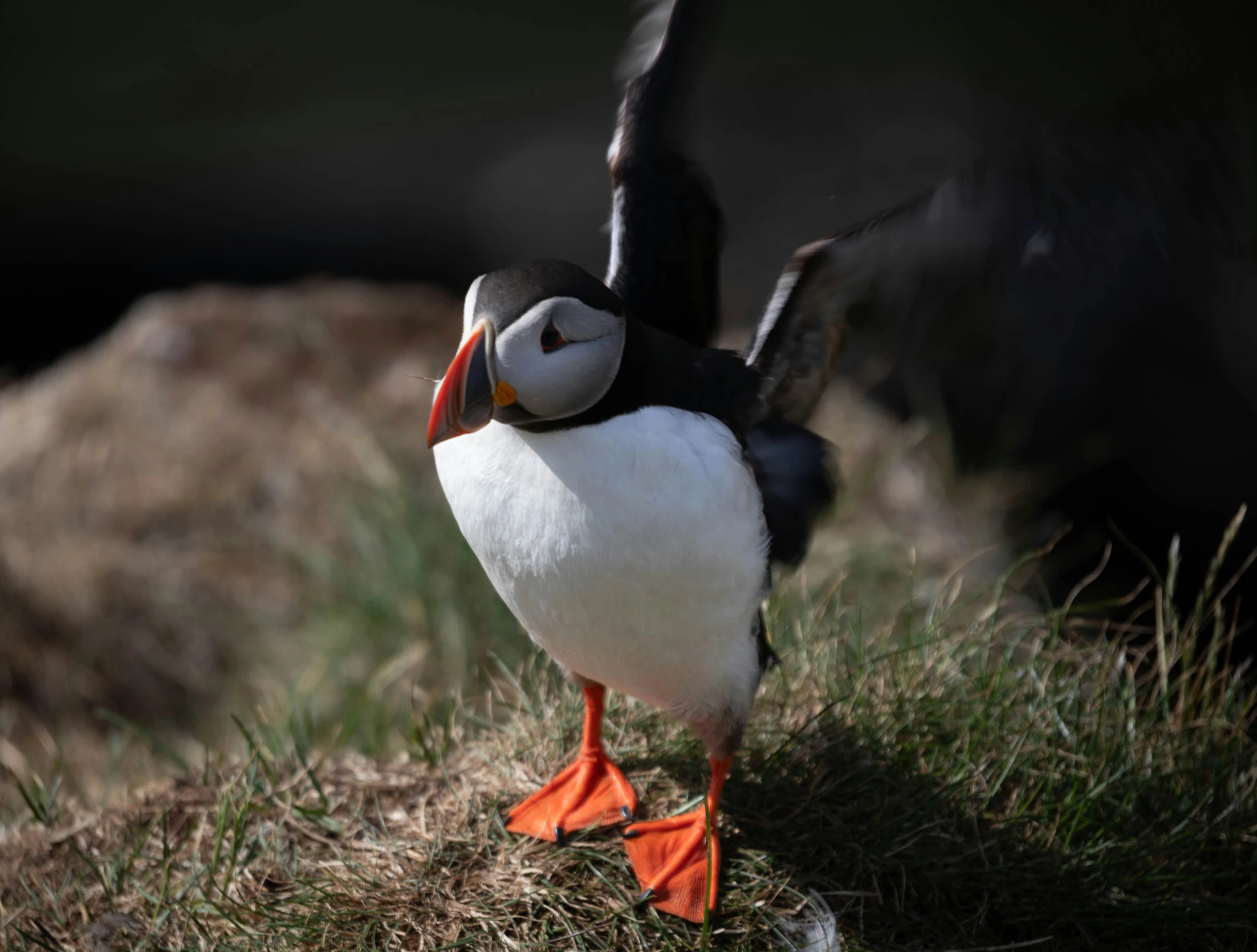 a puffy bird with a orange beak stands on the grass