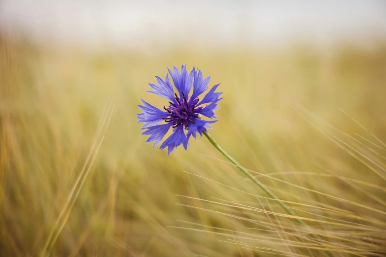 a single blue flower is blooming in the tall grass