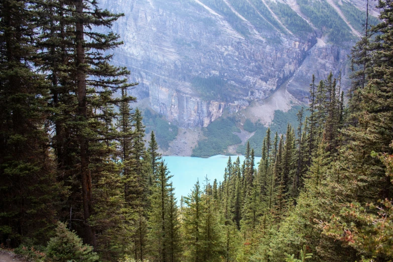 trees with blue water behind them in the mountains