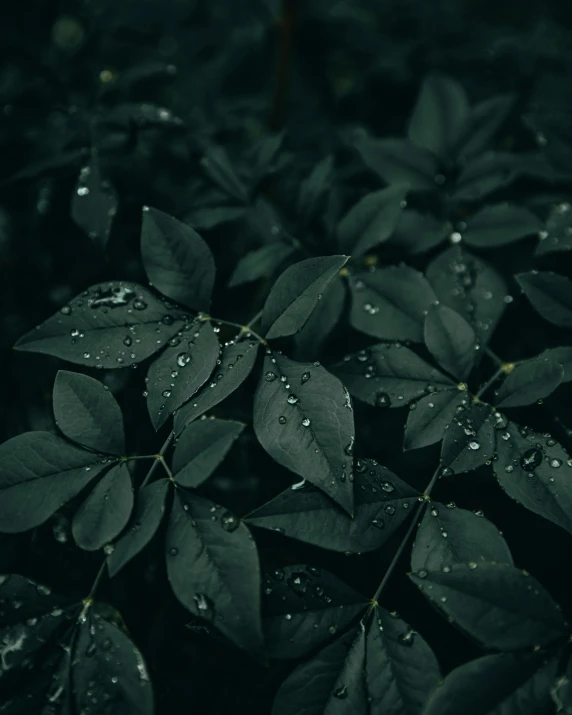 some green leaves that are in the dark