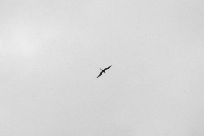 a black and white po of an bird flying