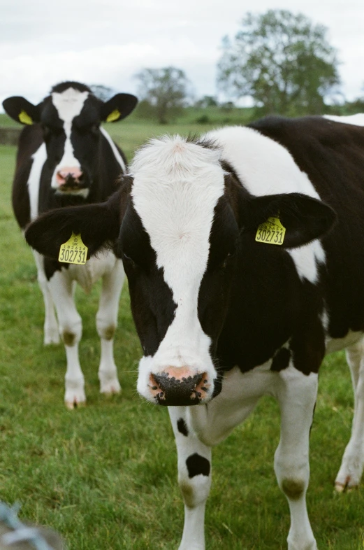 two cows with tags on their ears and eyes