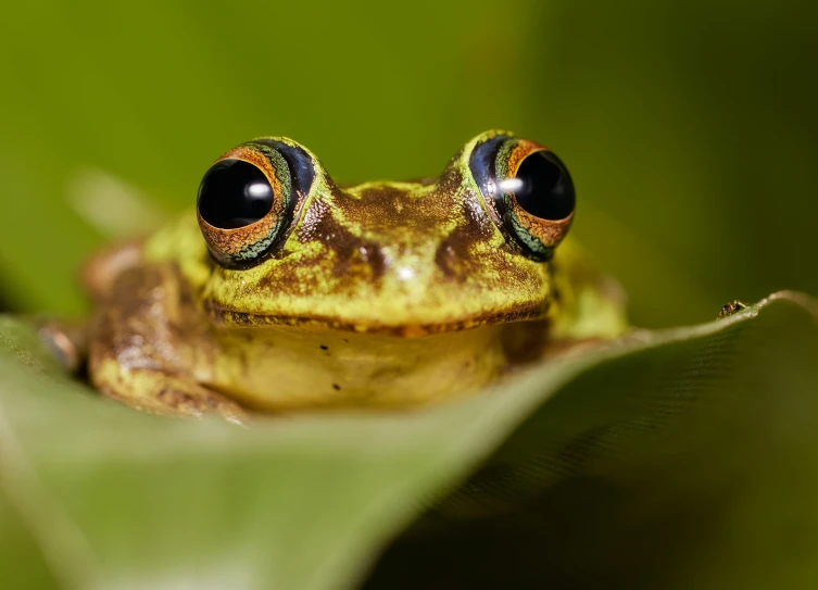 close - up of a brown and green frog with black eyes