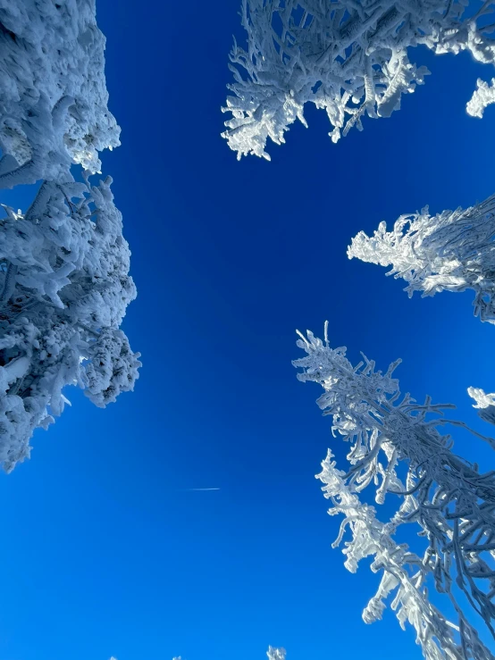 the underside of a group of trees that are covered with snow