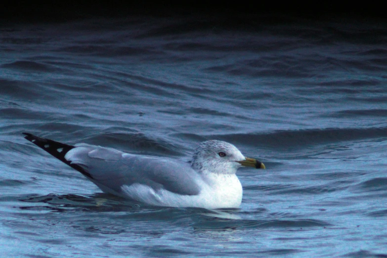 a small white bird is floating in the water