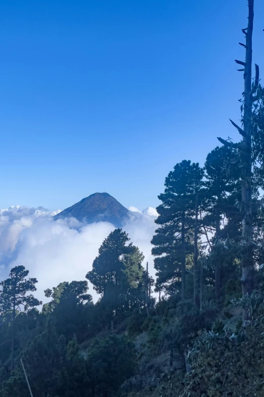 a view of the mountain in the distance from a forested area