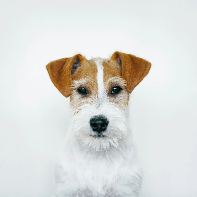 a little brown and white dog with a black nose