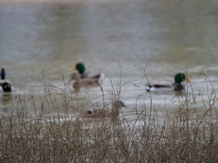 several ducks in a pond surrounded by thin grass