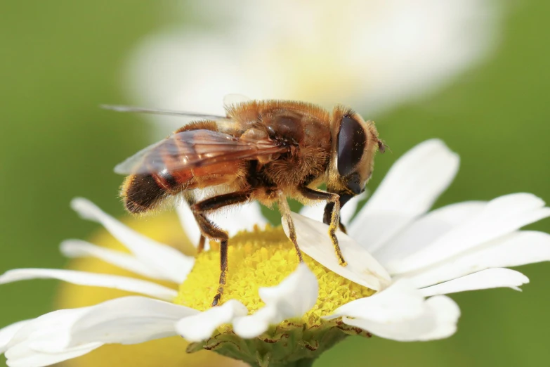 the bee is flying around on the flower