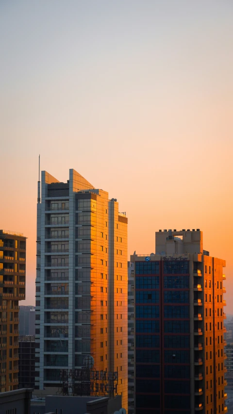 city skyline at sunset with a bird flying near