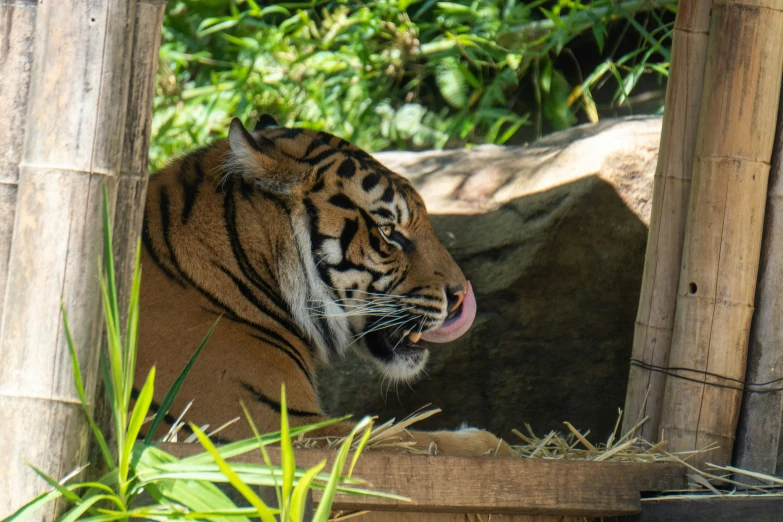 the tiger is in captivity at the zoo