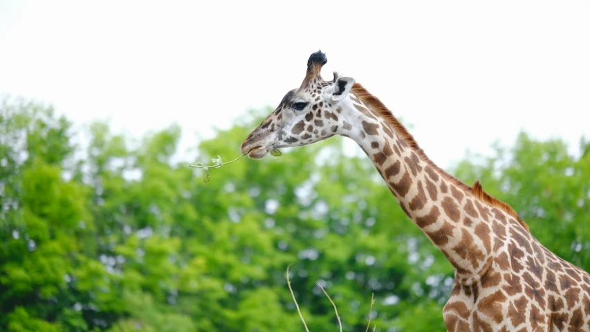 a giraffe in the foreground with a small bird sitting on its neck