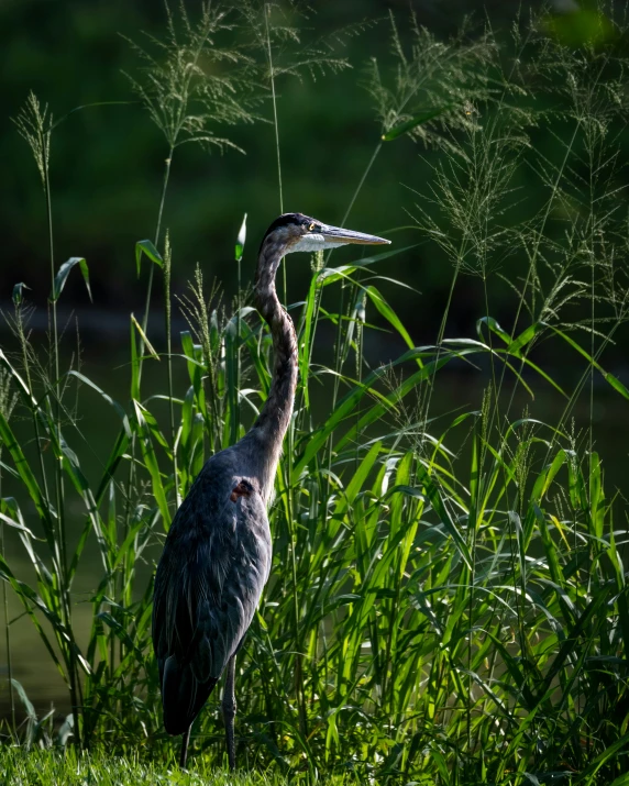 an bird with long beak is standing next to tall grass