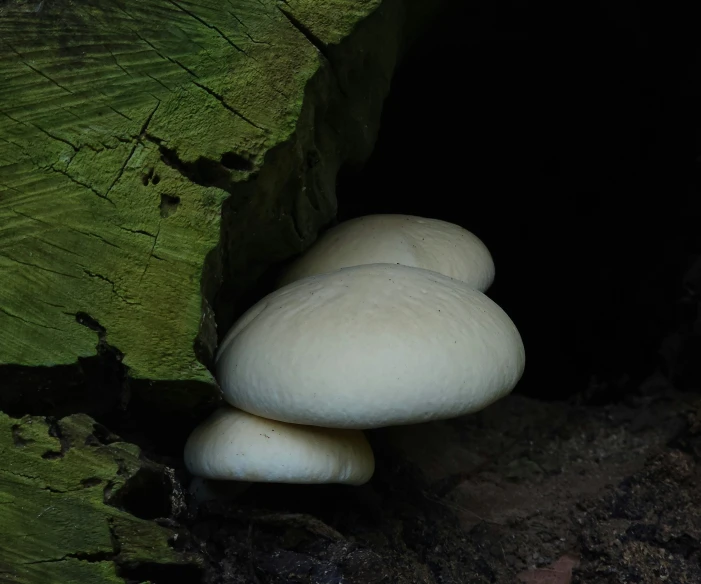 a small white mushroom growing out of a mossy tree
