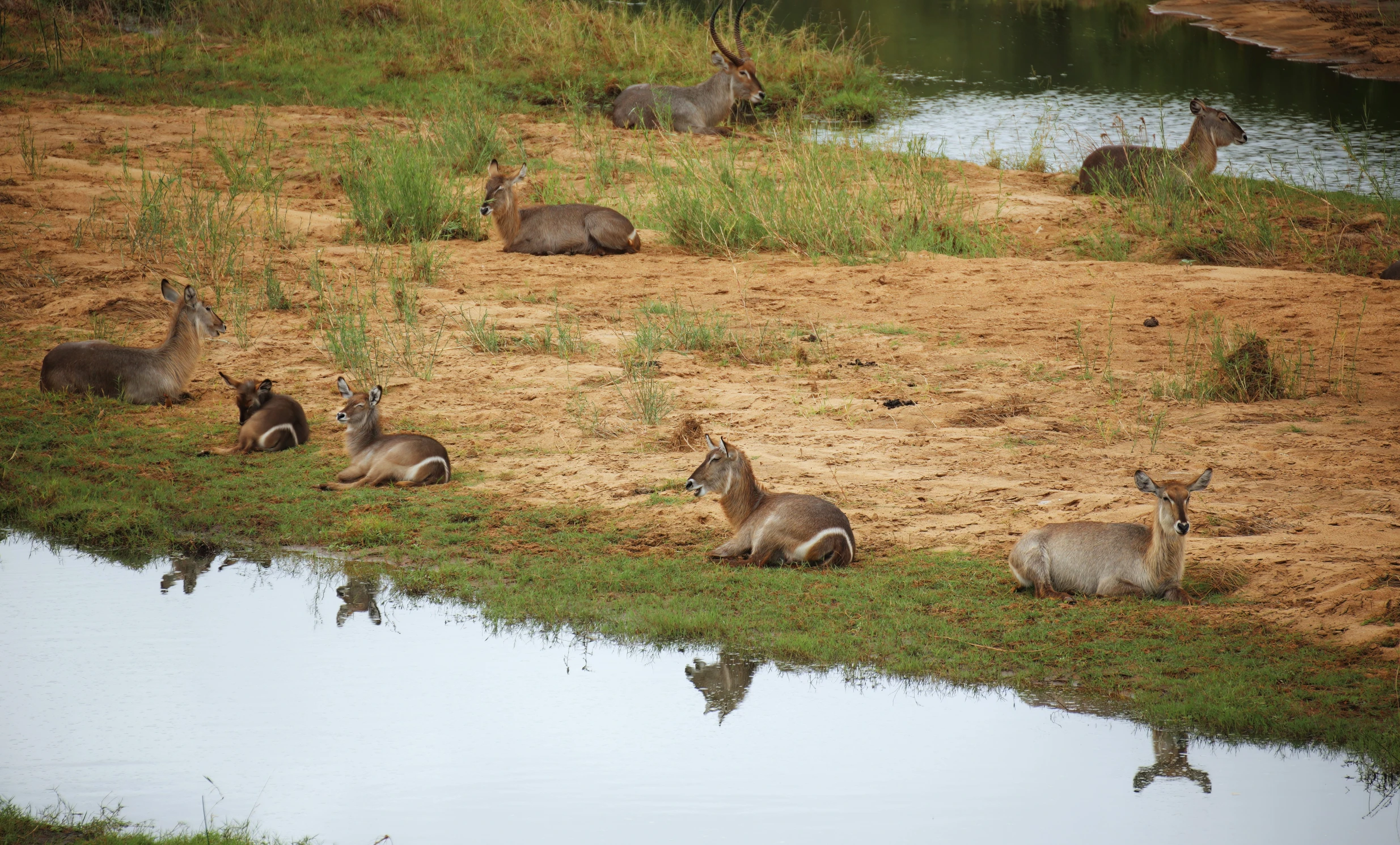 a family of wild animals on the edge of water