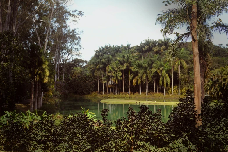 a pond with some trees and plants around it