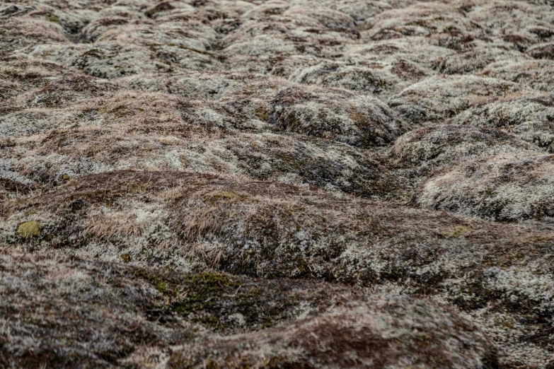 the texture of a gray mossy area with brown and green plants